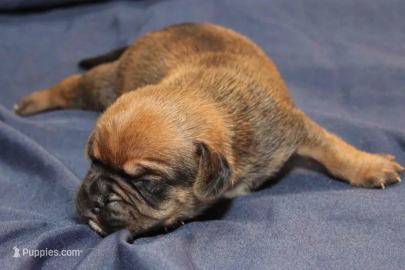 Dash – Puggle puppy for sale in Clarkson, KY