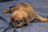 Dash, a male Puggle for sale in Clarkson, KY – Photo 1 of 3