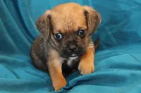 Dash, a male Puggle for sale in Clarkson, KY – 3 of 8