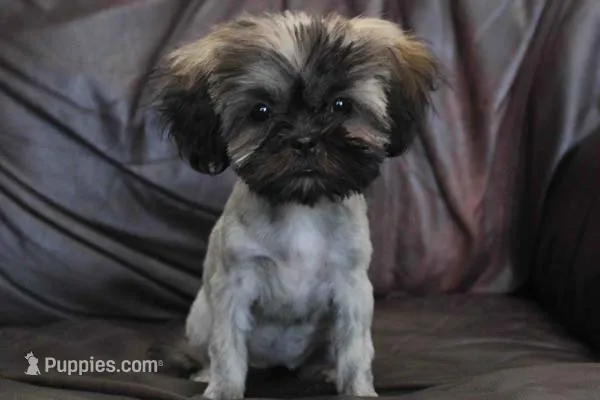 Lucy 2.5 pounds – Shih Tzu puppy for sale in Clarkson, KY