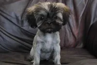 Lucy 2.5 pounds, a female Shih Tzu for sale in Clarkson, KY – 1 of 10