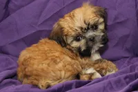 Hattie , a female Shih Tzu for sale in Clarkson, KY – 2 of 4