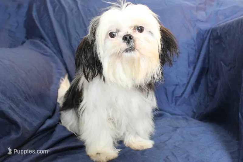 Elsa – Shih Tzu puppy for sale in Clarkson, KY