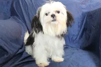 Elsa, a female Shih Tzu for sale in Clarkson, KY – 1 of 1