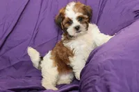 Scout, a male Shihpoo and Shih Tzu for sale in Clarkson, KY – 4 of 6