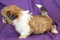 Max, a male Shih Tzu for sale in Clarkson, KY – Photo 3 of 3