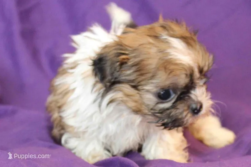 Max – Shih Tzu puppy for sale in Clarkson, KY
