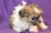 Max, a male Shih Tzu for sale in Clarkson, KY – Photo 1 of 3