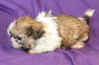 Max, a male Shih Tzu for sale in Clarkson, KY – Photo 2 of 3