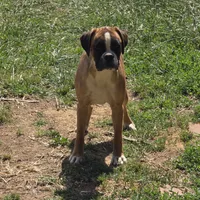 Roxy, a female Boxer for sale in Clarkson, KY – 2 of 6