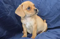 Theo, a male Puggle for sale in Clarkson, KY – 3 of 8
