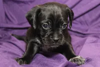 Guiness, a male Puggle for sale in Clarkson, KY – 8 of 9