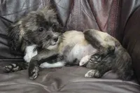 Charlie, a male Shihpoo for sale in Clarkson, KY – 4 of 9