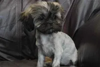 Lucy 2.5 pounds, a female Shih Tzu for sale in Clarkson, KY – 4 of 10