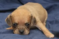 Yoda, a male Puggle for sale in Clarkson, KY – 4 of 6
