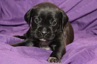 Zorro, a male Puggle for sale in Clarkson, KY – 3 of 9