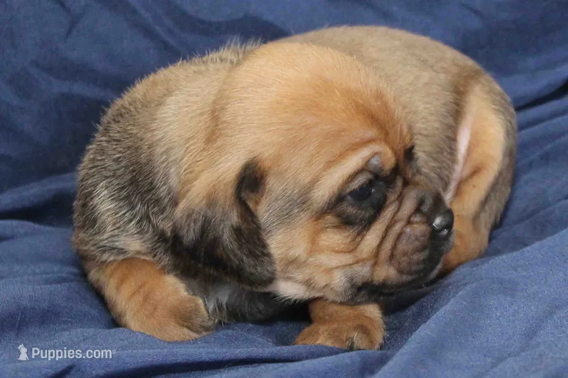 Copper – Puggle puppy for sale in Clarkson, KY