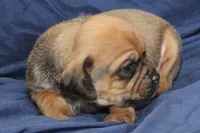 Copper, a male Puggle for sale in Clarkson, KY – 1 of 3