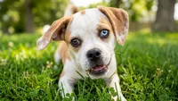 Duchess, a female Puggle for sale in Clarkson, KY – 1 of 9