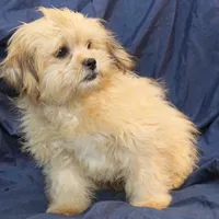 Abiline, a female Shihpoo for sale in Clarkson, KY – Photo 5 of 7