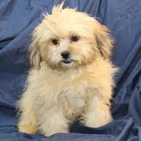 Abiline, a female Shihpoo for sale in Clarkson, KY – Photo 1 of 7