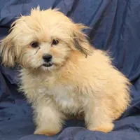 Abiline, a female Shihpoo for sale in Clarkson, KY – Photo 2 of 7