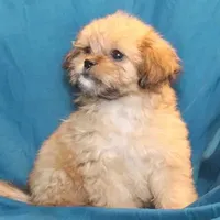 Abiline, a female Shihpoo for sale in Clarkson, KY – Photo 6 of 7