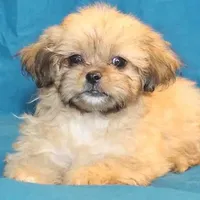 Abiline, a female Shihpoo for sale in Clarkson, KY – Photo 7 of 7