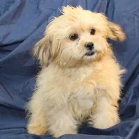 Abiline, a female Shihpoo for sale in Clarkson, KY – Photo 4 of 7