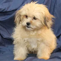 Abiline, a female Shihpoo for sale in Clarkson, KY – Photo 3 of 7