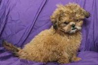 Peanut, a male Shih Tzu for sale in Clarkson, KY – 2 of 4