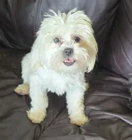 Libby, a female Shihpoo for sale in Clarkson, KY – 2 of 10