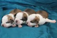 Pied boy, a male Puggle for sale in Clarkson, KY – 2 of 4