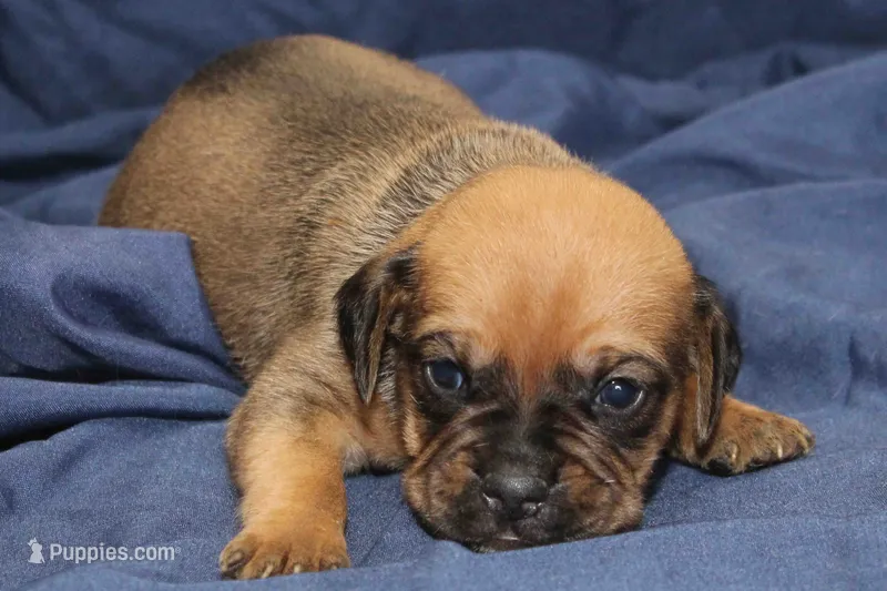 Todd – Puggle puppy for sale in Clarkson, KY