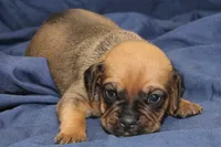 Todd, a male Puggle for sale in Clarkson, KY – 1 of 3