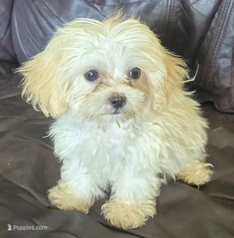 Eli 2.5 lbs – Shihpoo puppy for sale in Clarkson, KY