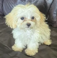 Eli 2.5 lbs, a male Shihpoo for sale in Clarkson, KY – 1 of 7