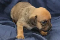 Rey, a female Puggle for sale in Clarkson, KY – 4 of 4