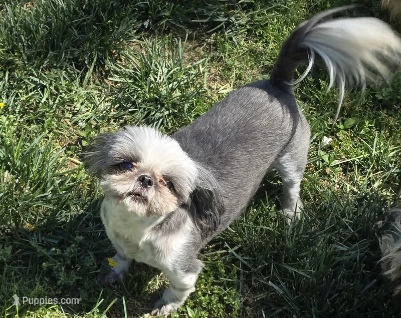 Jellybean – Shih Tzu puppy for sale in Clarkson, KY