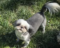 Jellybean, a female Shih Tzu for sale in Clarkson, KY – 1 of 5