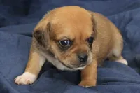 Leia, a female Puggle for sale in Clarkson, KY – 4 of 4