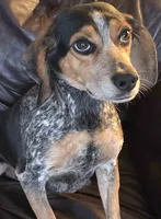 Black boy first generation, a male Puggle for sale in Clarkson, KY – 3 of 4