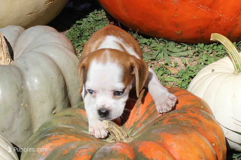 Ariel – Puggle puppy for sale in Clarkson, KY