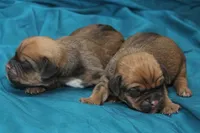 Fawn Boy, a male Puggle for sale in Clarkson, KY – 2 of 3
