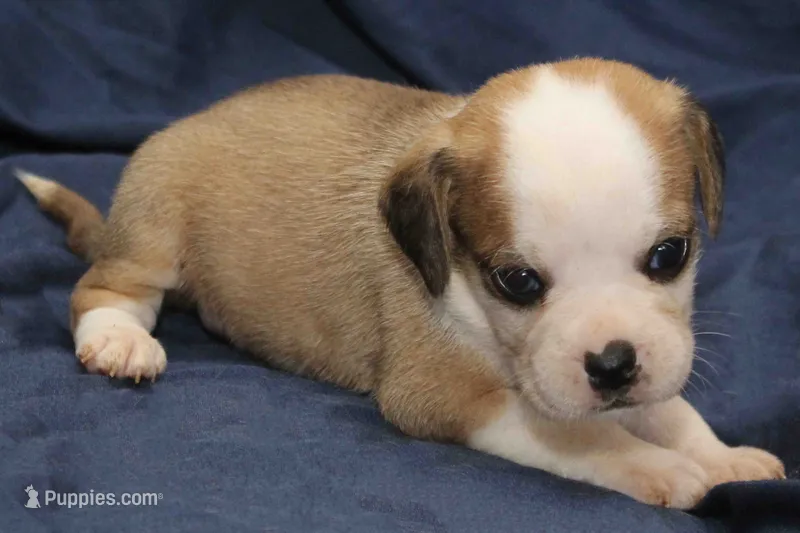 Luke – Puggle puppy for sale in Clarkson, KY