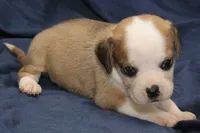 Luke, a male Puggle for sale in Clarkson, KY – 1 of 4