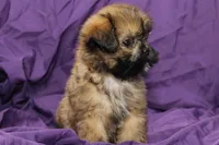 Indy, a male Shih Tzu for sale in Clarkson, KY – 3 of 5
