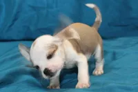 Duchess, a female Puggle for sale in Clarkson, KY – 4 of 8