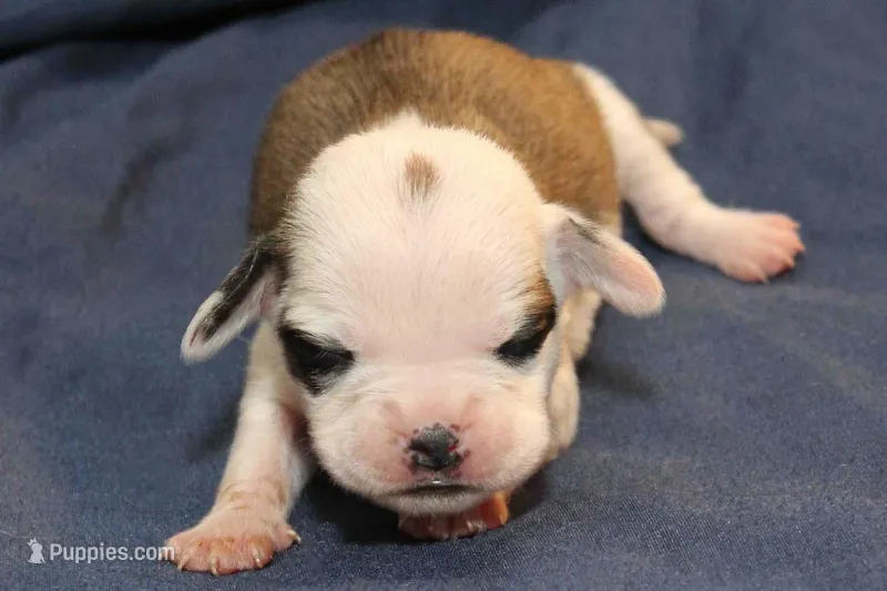 Duchess – Puggle puppy for sale in Clarkson, KY