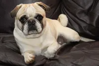 Duchess, a female Puggle for sale in Clarkson, KY – Photo 2 of 3